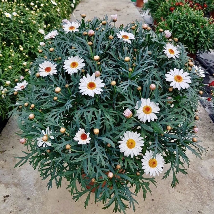 Argyranthemum (Margherita)
